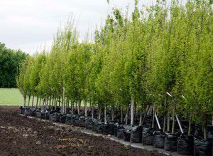 Виростити плодові дерева допоможе садовий центр Greensad