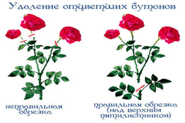 Літня обрізка троянд регулює процес цвітіння чагарнику