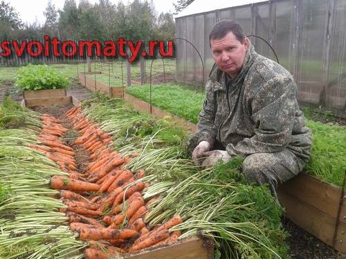 Морква поряд з   картоплею   і   цибулею   є одним з основних овочів, тому всі городники знаходять для неї місце на своїй ділянці