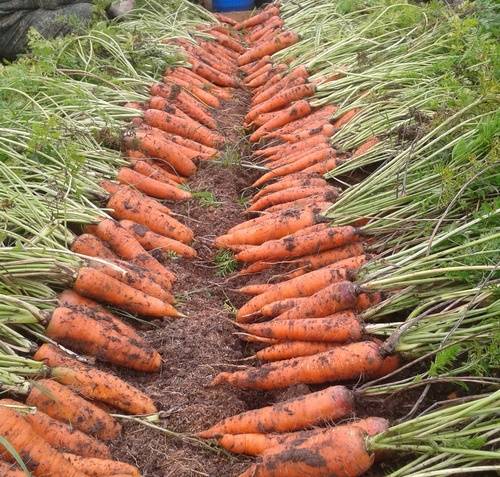 Адже сама грядка передбачає наявність необхідного кількостей поживних елементів на весь період росту моркви