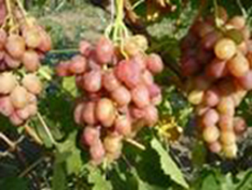 Своїми знаннями по формуванню винограду ділиться досвідчений виноградар-любитель Ю