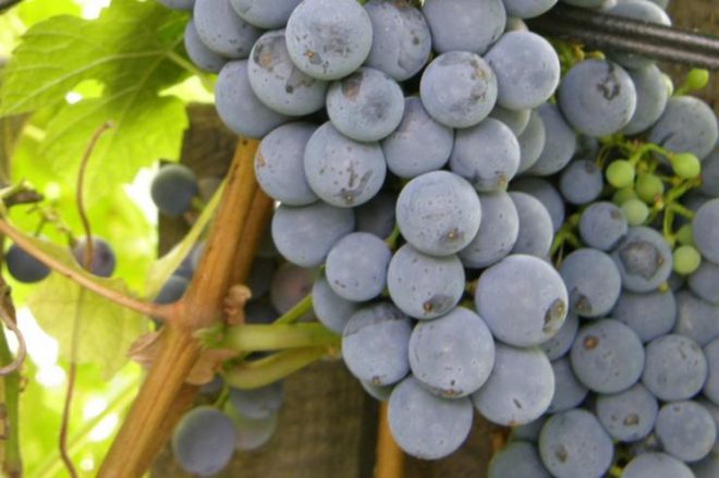 Вирощування винограду цікавить багатьох російських садівників