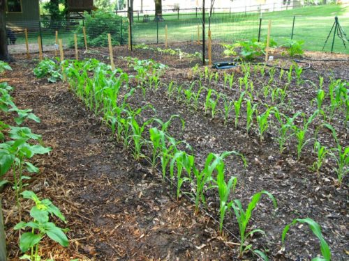 Після посадки кукурудзи, на цьому місці найкраще буде рости зелень (кріп, шавлія, базилік), а також буряк і кабачки