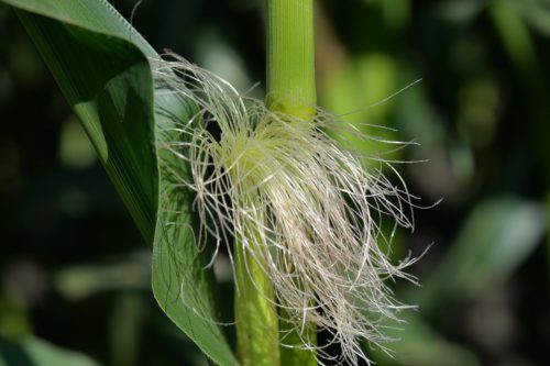 Маса качанів варіюється в залежності від сорту кукурудзи і періоду її дозрівання (від 30 г до 0,5 кг)
