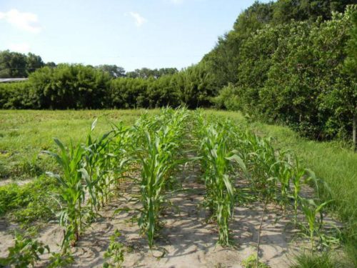 Кукурудзу можна сіяти безпосередньо у відкритий грунт або висаджувати попередньо на розсаду