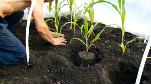 Висаджуючи на грядку, необхідно максимально повністю зберігати грудку землі навколо саджанця, щоб не пошкодити ніжні корінці рослини