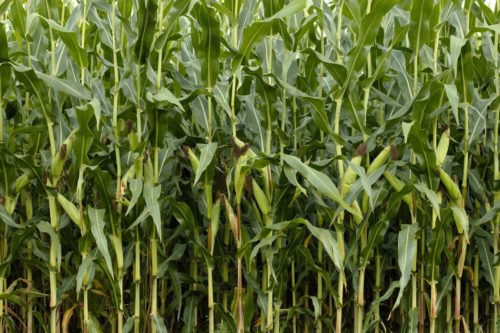Решта агротехнічні заходи, такі як полив, розпушування, підживлення також безпосередньо впливають на врожайність кукурудзи