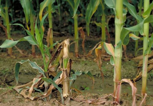 Щоб не допустити поразки кукурудзи застосовують профілактичні заходи і безпосередньо обробку кукурудзи в період зараження фунгіцидами