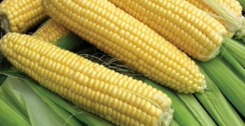 Вид активно застосовують для виведення нових гібридних сортів кукурудзи