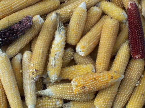 З підвидів найбільш відомі рисова і перлова кукурудза