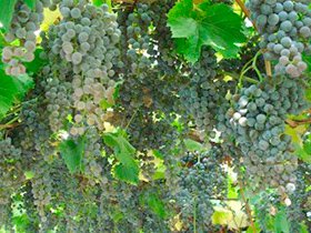 Цікавитесь, де купити живці і саджанці винограду хорошого на вигідних умовах
