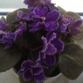 Мої улюблені квіти   Шановні колеги, представляю вам фотографії моїх улюблених квітів