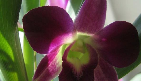 Для гарного росту і нормального розвитку орхідей, крім   правильного поливу   , Величезну роль грає правильно підібране освітлення
