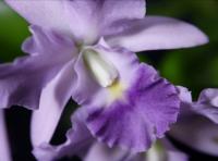 Більшість орхідей вимагає помірної освітленості, а наземні орхідеї взагалі є тіньовитривалими