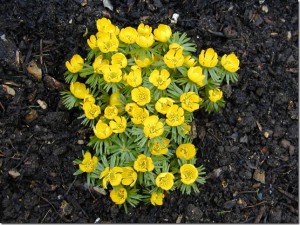 Також ці квіти звуться «весенніков», і відомі завдяки своєму медовосу аромату і яскраво жовтим кольорами, оточеним бронзово- зеленим листям