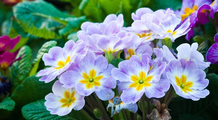 - назва цієї рослини походить від слова «ранній, перший», адже примула - один з найперших весняних квітів
