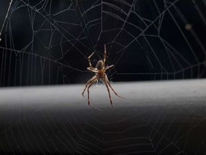 Основною причиною появи павуків в будинку - людська неакуратність