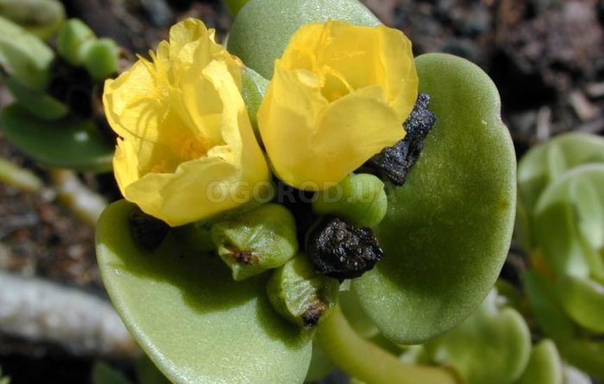 Портулак городній - однорічна трав'яниста рослина з м'ясистим, сильно розгалуженим стеблами, клиноподібними листочками, схожими на лопатку, і двостатеві сидячими квітками жовтого кольору