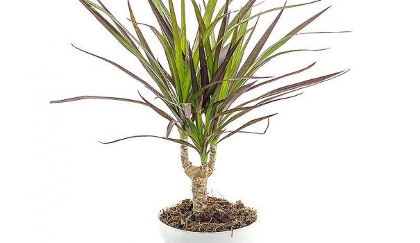 Драцена облямована (Dracaena marginata) - дуже поширене кімнатна рослина