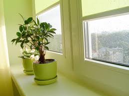 Ні для кого не є секретом, що наші кімнатні рослини в будинку не тільки створюють ефект зеленого куточка і оазису в галасливому мегаполісі, а й виконують відповідальну і благородну місію - очищають повітря в приміщенні від токсинів
