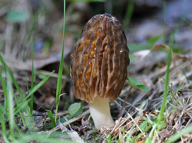 Morchella) - рід грибів сімейства зморшкові (або моршеллових), до якого відносяться пеціцевие з великими, що варіюють за формою тілами, часто у вигляді капелюшка на ніжці