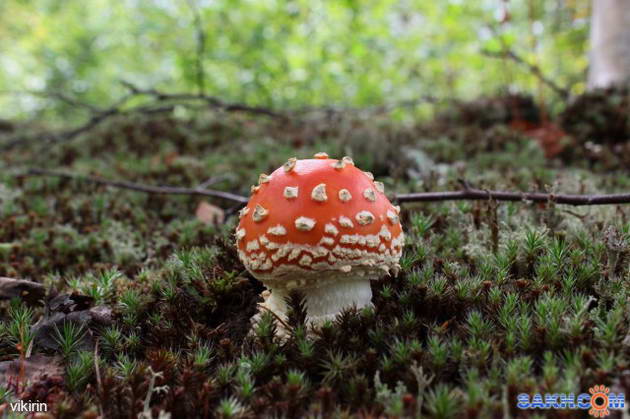 Навіть різноманітність форм і колірних відтінків не дає можливості сплутати цей отруйний гриб з будь-яким з їстівних грибів