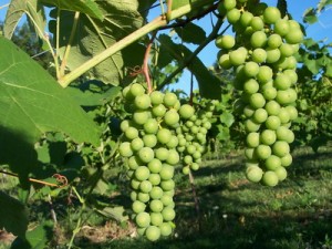 На протягу тисяч років вирощували виноград і вдосконалювали догляд за ним
